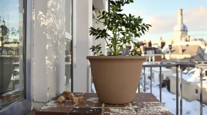 Cette plante remplace les cubes de bouillon en cuisine et se plante en pot à cette période précise