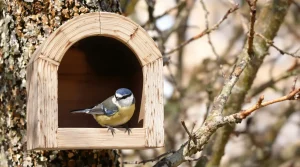 En mars, beaucoup hésitent pourtant c’est souvent le moment idéal pour installer un nichoir