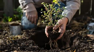 Le fruitier le plus simple du jardin : même sans main verte, il pousse et ça marche