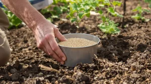 Le semis de carottes qui évite les racines fourchues (et l’éclaircissage pénible en plus)