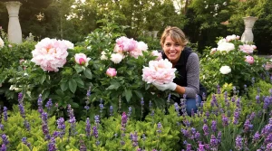 Les pivoines offrent des floraisons spectaculaires quand elles sont plantées à côté de ces plantes