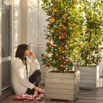 Oubliez le manque de place : cet arbre fruitier fascinant en pot offre des récoltes record chez vous