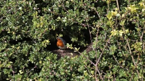 Tailler les haies à cette période dérange les oiseaux et freine aussi la floraison, voici pourquoi