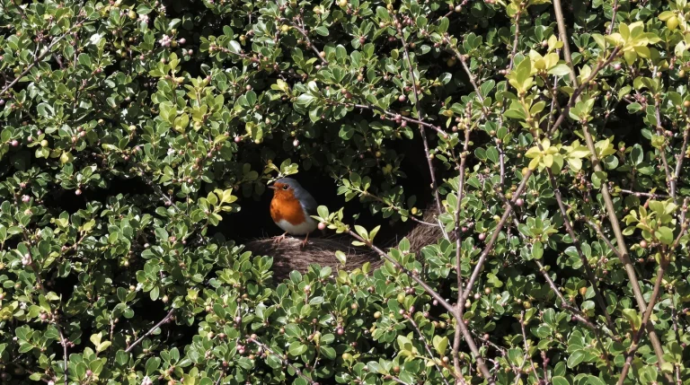 Tailler les haies à cette période dérange les oiseaux et freine aussi la floraison, voici pourquoi Tailler les haies à cette période dérange les oiseaux et freine aussi la floraison, voici pourquoi