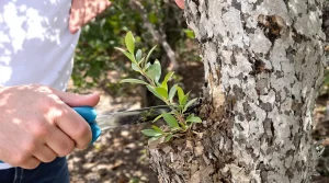 Vos oliviers peuvent produire bien plus : 4 gestes clés à faire avant fin avril