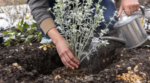 Ce buisson qu’adorent les pollinisateurs est à planter dès maintenant pour un festin au printemps