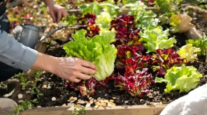 Je n’achète plus de salade : je sème ces variétés express dès début avril et j’en récolte vite
