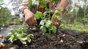 Le mildiou des tomates se combat maintenant, et ce n’est pas une question de traitement