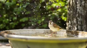 Les oiseaux sont en danger à Pâques : voici comment les protéger de la chaleur au jardin