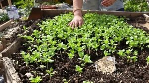 Personne ne la sème et pourtant, cette plante garantit un sol riche pour vos futurs semis